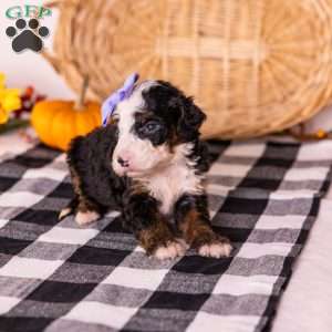 Helen, Bernedoodle Puppy